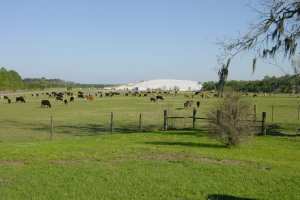 Cattle-grazing-at-NRRL